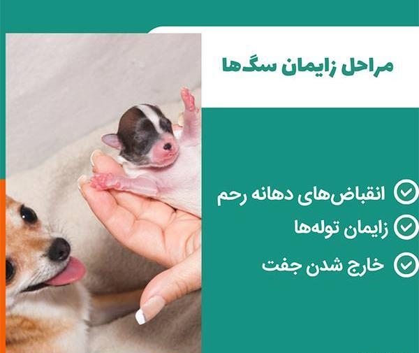 عکس زایمان طبیعی سگ