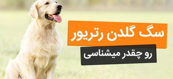 عکس سگ گلدن طلایی