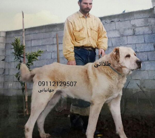 عکس سگ سرابی طلایی