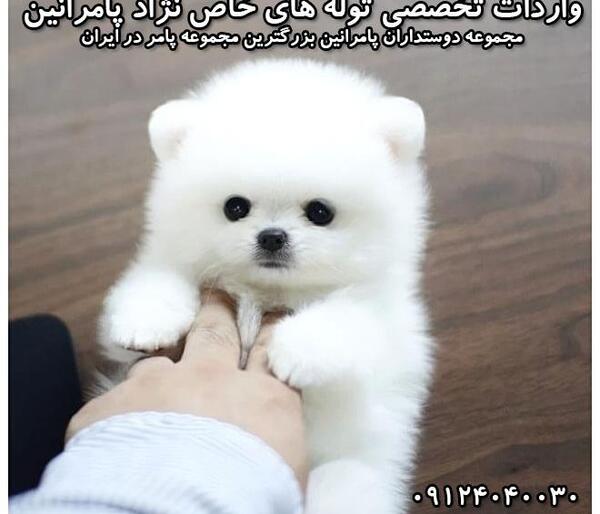 عکس سگ عروسکی واقعی