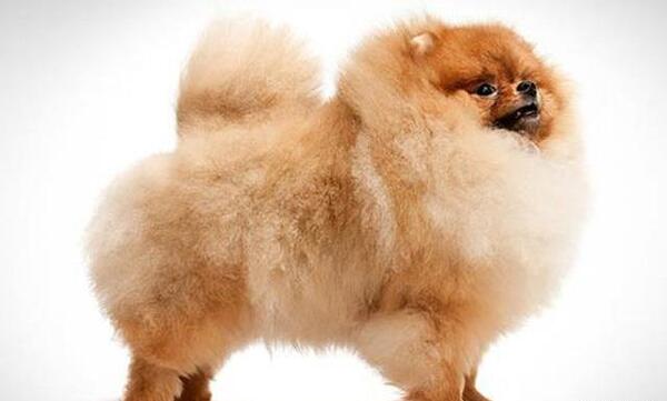 عکس سگ عروسکی واقعی