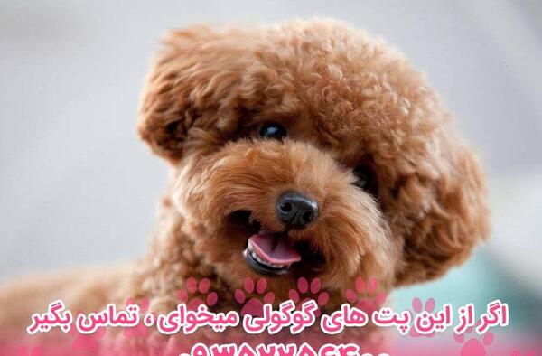عکس سگ عروسکی پودل