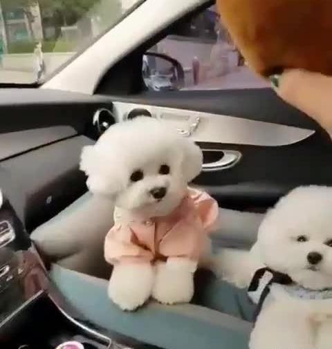 عکس سگ عروسکی کوچولو