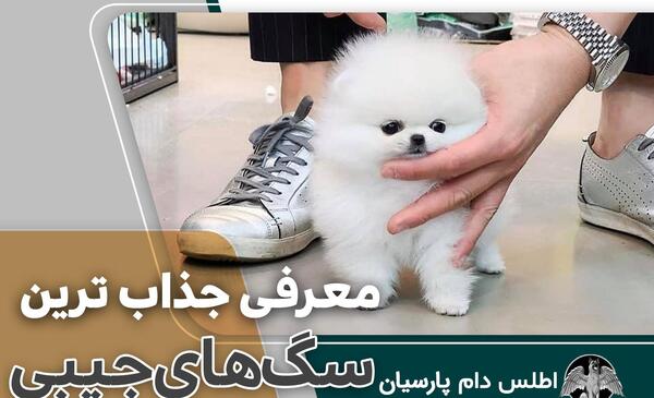 عکس سگ عروسکی پشمالو