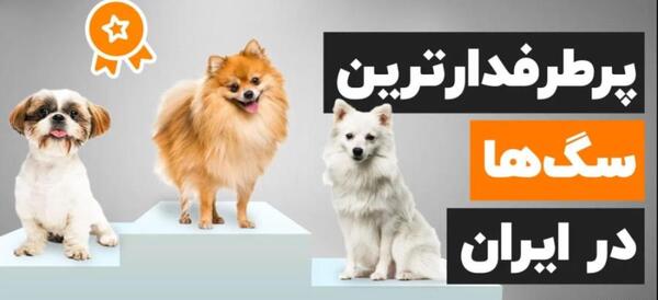 عکس سگ فیلم عاشقانه