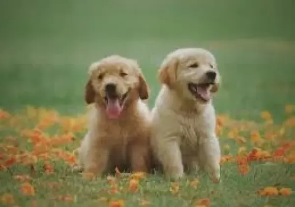 عکس سگ فیلم عاشقانه