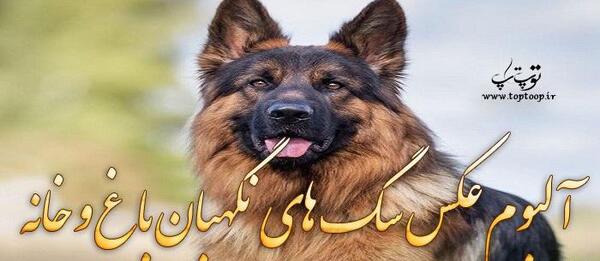 عکس سگ فیلم عاشقانه