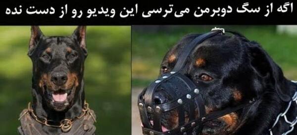 عکس سگ عکس سگ دوبرمن