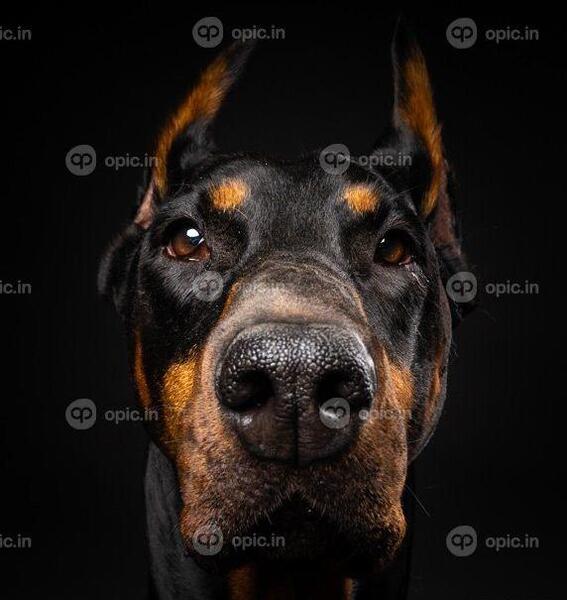 عکس سگ عکس سگ دوبرمن
