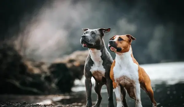 عکس سگ عکس سگ پیت بول