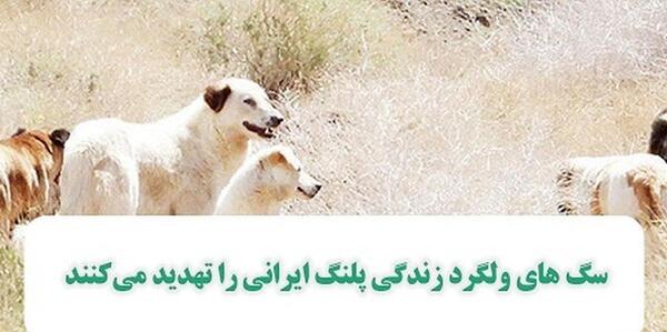عکس های سگ علی پلنگ