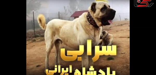 عکس سگ عراقی بزرگ