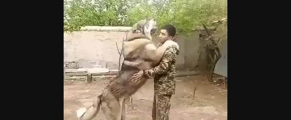 عکس سگ عراقی بزرگ