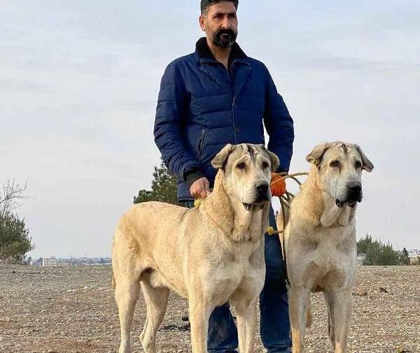 عکس سگ عراقی بزرگ