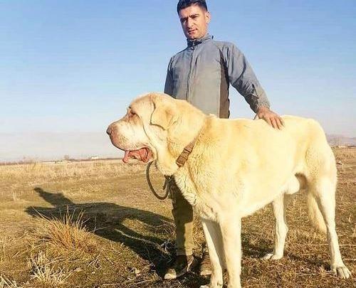 عکس سگ عراقی بزرگ