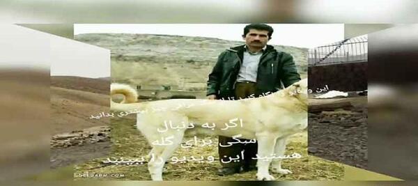 عکس سگ عراقی ماده