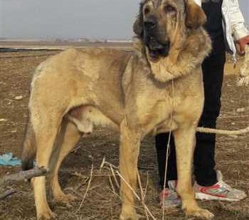 عکس سگ عراقی توله