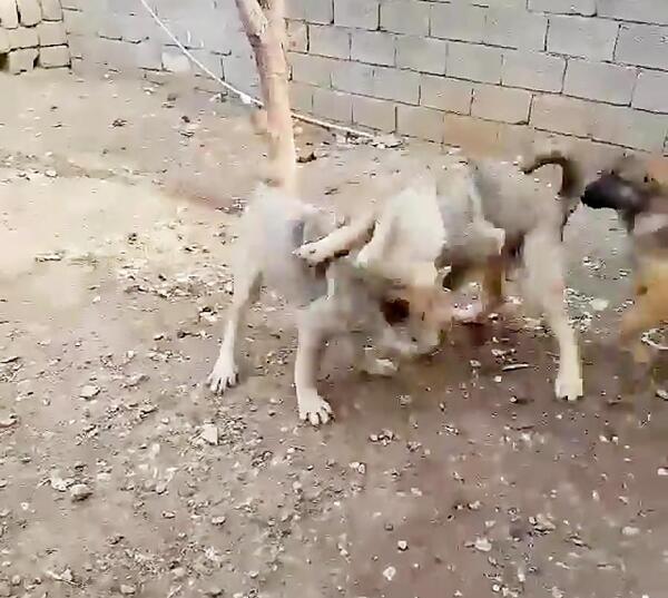 عکس سگ عراقی توله