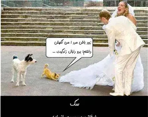 عکس سگ عروس و داماد