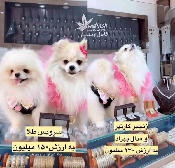 عکس سگ عروس و داماد