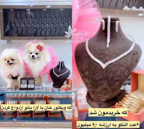 عکس سگ عروس و داماد