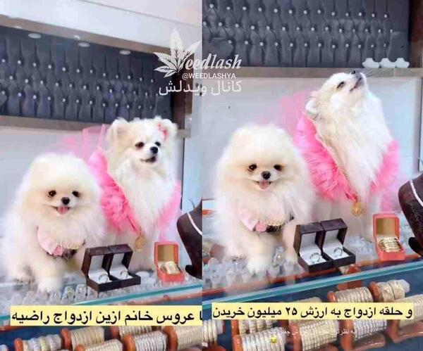 عکس سگ عروسی