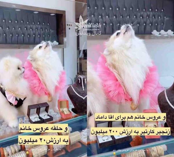 عکس سگ عروسی