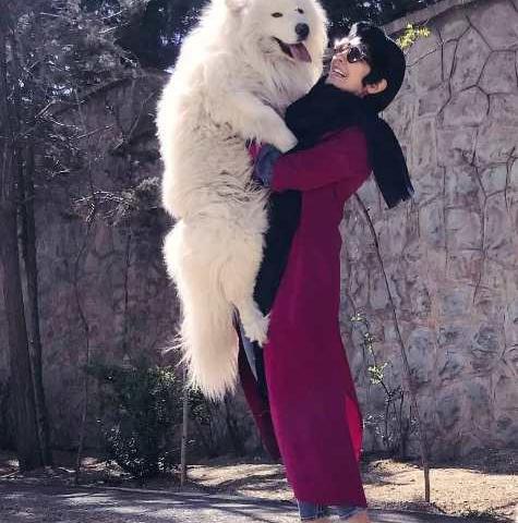 عکس سگ غول پیکر در ایران