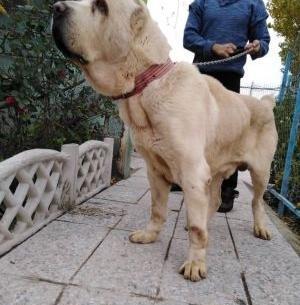 عکس سگ غول پیکر در ایران