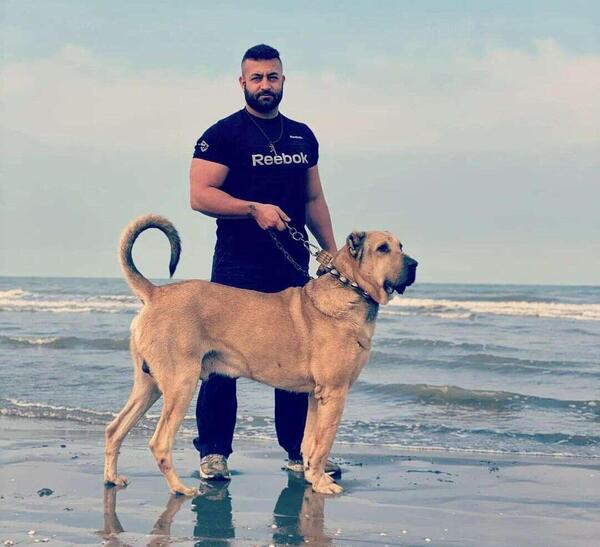 عکس سگ غول پیکر در ایران