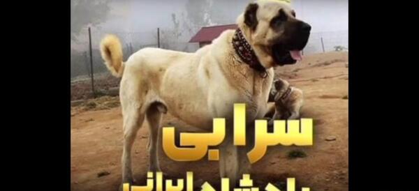 عکس سگ غول پیکر در ایران