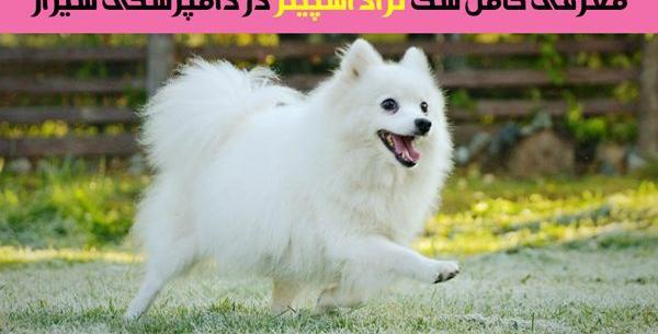 عکس سگ فروشی در شیراز