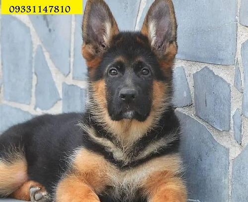 عکس سگ فروشی با شماره