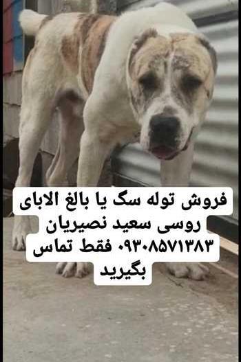 عکس سگ فروشی با شماره