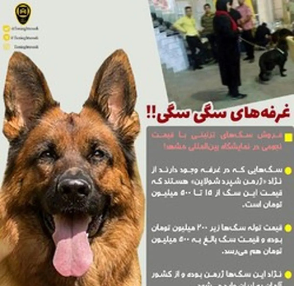عکس سگ فروشی با شماره