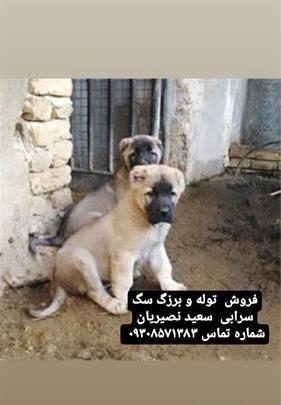 عکس سگ فروشی با شماره