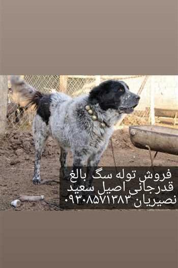 عکس سگ فروشی با شماره