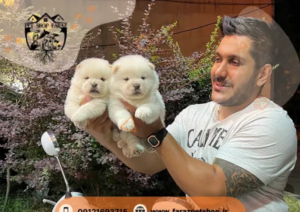 عکس سگ فروشی با شماره
