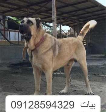 عکس سگ فروشی با شماره