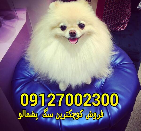 عکس سگ فروشی با شماره