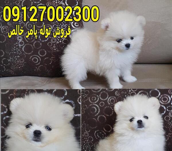 عکس سگ فروشی کوچولو