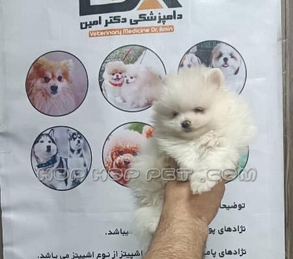 عکس سگ فروشی پشمالو