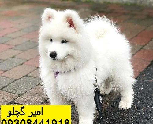 عکس سگ فروشی پشمالو
