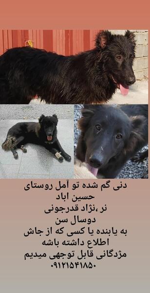 عکس سگ قدرجونی سیاه