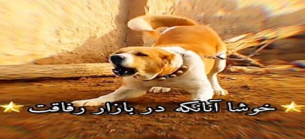 عکس سگ قدرجونی سفید