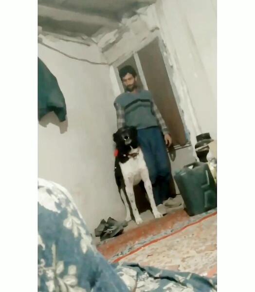 عکس سگ قدرجونی مشکی