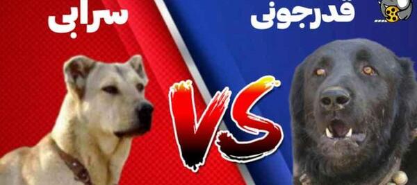 عکس سگ قدرجونی مشکی