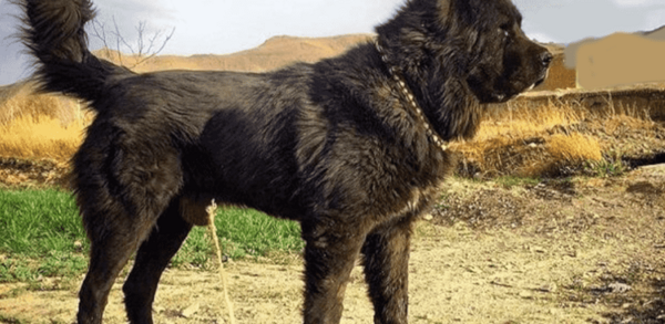 عکس سگ قدرجونی برای تصویر زمینه