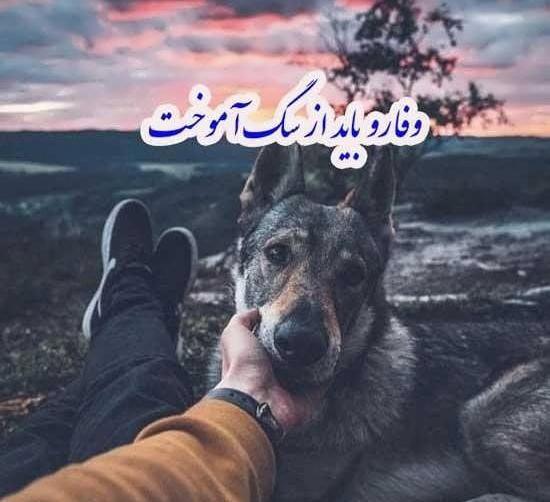 عکس سگ قشنگ برای پروفایل