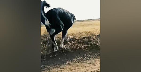 عکس سگ قرمز شیخ قادر